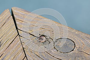 Screws screwdriver twist in wooden board. close up