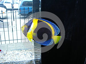 Scribbled Angelfish Chaetodontoplus duboulayi photo