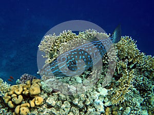 Scribbled Filefish on Coral Reef