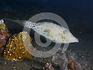 Scribbled leatherjacket filefish