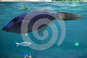 Scribbled leatherjacket filefish (Aluterus scriptus).