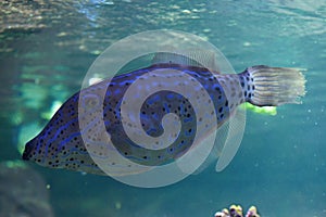 Scribbled leatherjacket filefish (Aluterus scriptus).