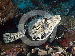 Scribbled Puffer Fish (Arthron mappa)