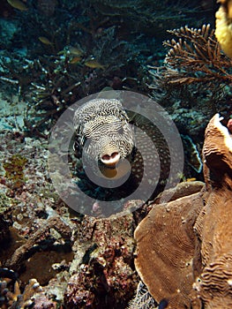 Scribbled Puffer Fish (Arthron mappa) - front face photo