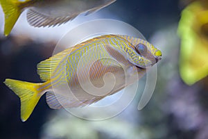 Scribbled rabbitfish (Siganus doliatus)