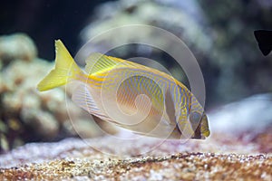 Scribbled rabbitfish Siganus doliatus