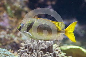 Scribbled rabbitfish Siganus doliatus