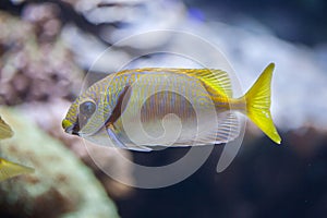 Scribbled rabbitfish Siganus doliatus