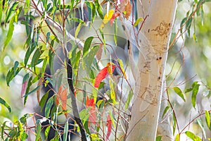 Scribbly Gum Tree in the Australian Bush