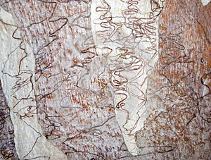 Scribbly gum tree bark background