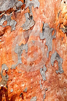 Scribbly gum tree bark background