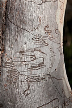 Scribbly Gum Tree Bark Background