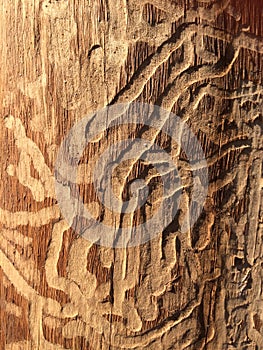 Scribbly Gum Tree Trunk