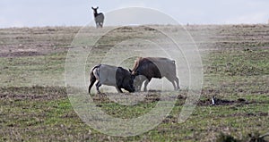 Scrimmage in the savanna. Warthogs. SweetWaters