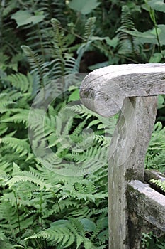 Scrolled end of wooden bench arm with green ferns in background, long view