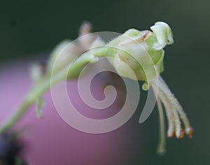 Scrophularia polyantha, Many-Flowered Figwort photo
