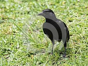 Scrub black bird on the grass