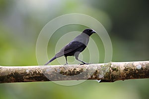 Scrub blackbird Dives warczewiczi in Equador