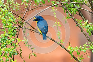 Scrub Euphonia Euphonia affinis perched on a branch, La Fortuna, Costa Rica