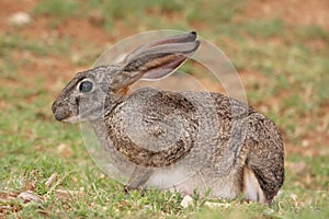 Scrub Hare