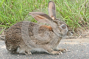 Scrub Hare