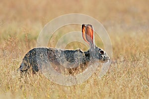 Scrub hare