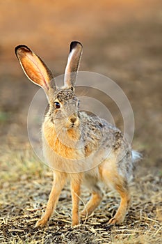 Scrub hare