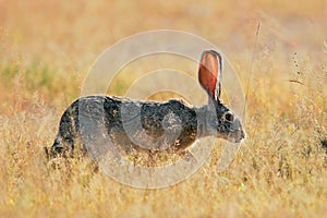 Scrub hare