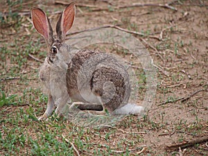 Scrub hare