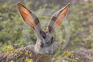 Scrub Hare