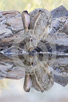 Scrub hare drinks water from a waterhole in Kalahari desert with