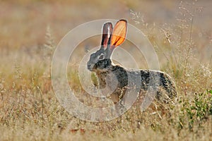 Scrub hare, Etosha National Park, Namibia photo