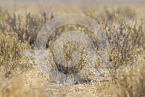 Scrub Hare - Lepus saxatilis