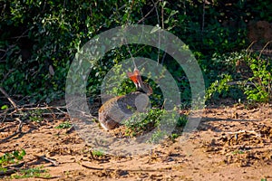 Scrub hare (Lepus saxatilis) in natural habitat