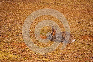 Scrub Hare (Lepus saxatilis) 15809 photo