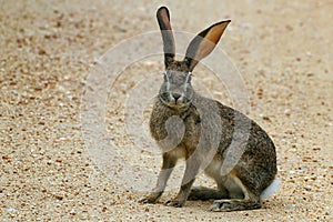 Scrub Hare/Vlakhaas (Lepus Capensis) photo