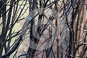 Scrub jay in forest of trees burned by wildfire