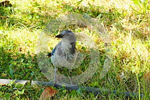 Blue Scrub Jay in Grass 04