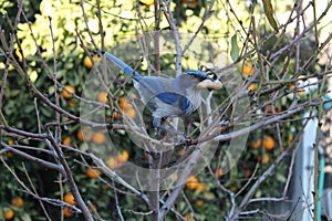 Scrub Jay Loves Peanuts