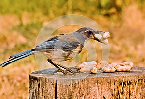 Scrub Jay with peanuts