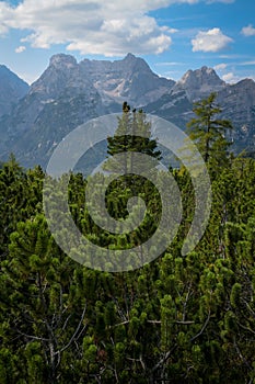Scrub mountain pines in the Italian Alps