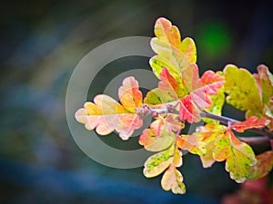 Scrub Oak Leaves in Autumn