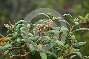 Scrub oak plant in Florida