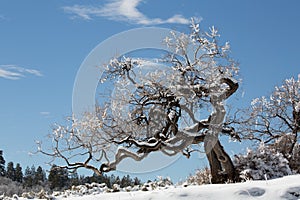 Scrub oak tree covered in snow and ice after a winter storm