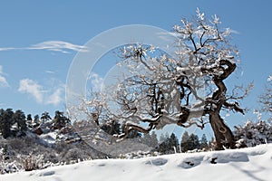 Scrub oak tree covered in snow and ice after a winter storm