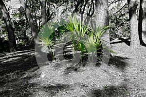 Scrub Palmettos in Southern Garden