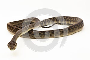 Scrub python (Morelia amethistina) Amethystine python snake isolated on white background