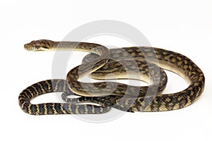 Scrub python (Morelia amethistina) Amethystine python snake isolated on white background photo