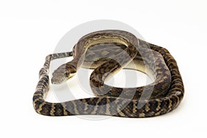 Scrub python (Morelia amethistina) Amethystine python snake isolated on white background photo