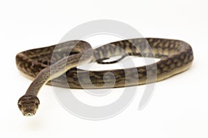 Scrub python (Morelia amethistina) Amethystine python snake isolated on white background photo